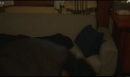 黄色一级视频播放,深度解析其内容与影响